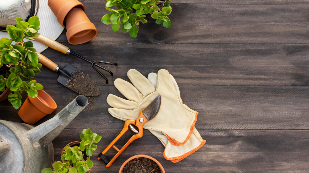 jardinagem para iniciantes