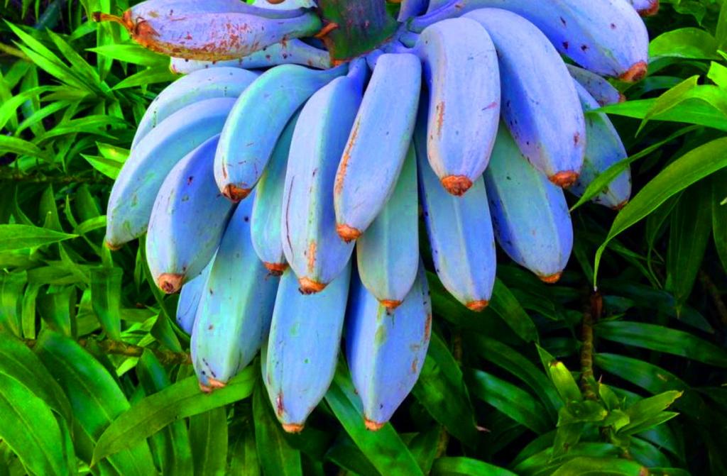 banana azul 